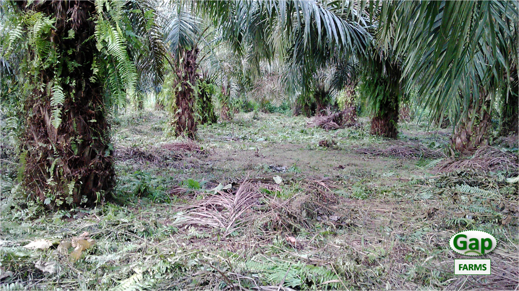palm plantation